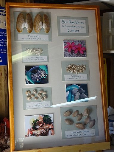 A framed picture of various mushrooms and other items.